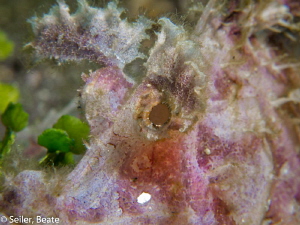 Rhinopia CloseUp , taken with Canon G12 and UCL165 by Beate Seiler 